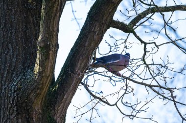 Bir güvercin uçar ve ağaçlara oturur. Yavrulara yiyecek aramak için.