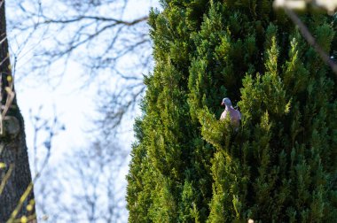 Bir güvercin uçar ve ağaçlara oturur. Yavrulara yiyecek aramak için.