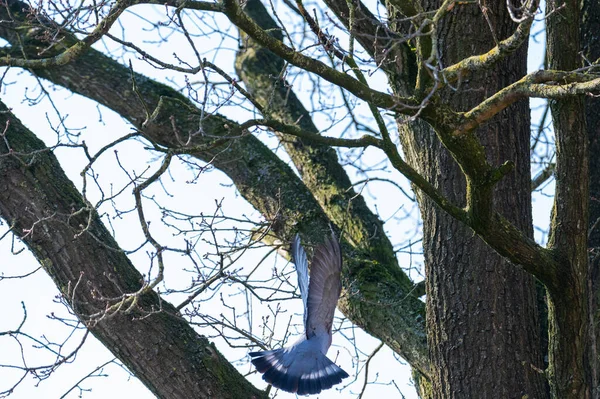 비둘기가 날아다니며 나무에 새끼들을 먹이를 찾는다 — 스톡 사진