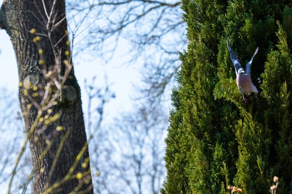 Een Duif Vliegt Zit Bomen Voedsel Zoeken Voor Kleintjes — Stockfoto