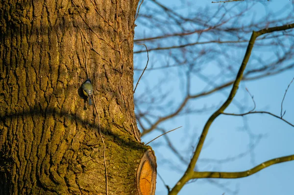 Small Songbirds Sit Trees Enjoy Warm Sun — Stock Photo, Image