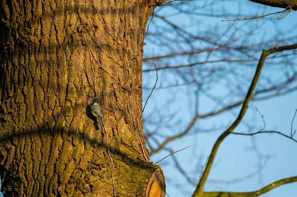 Kleine Zangvogels Zitten Bomen Genieten Van Warme Zon — Stockfoto