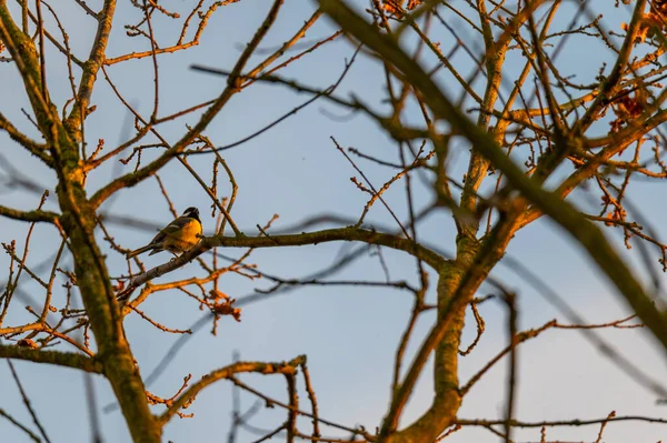 Small Songbirds Sit Trees Enjoy Warm Sun — Stock Photo, Image