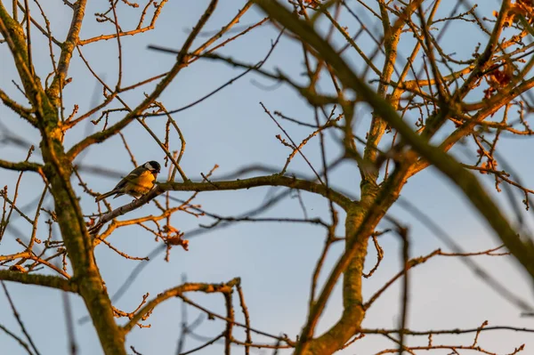 Small Songbirds Sit Trees Enjoy Warm Sun — Stock Photo, Image