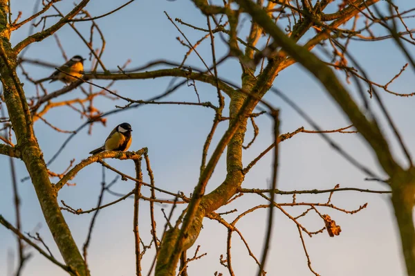 Small Songbirds Sit Trees Enjoy Warm Sun — Stock Photo, Image