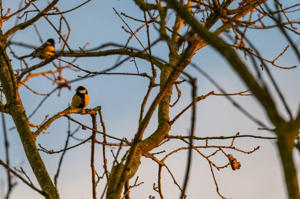 Pequenos Pássaros Cantores Sentam Nas Árvores Desfrutam Sol Quente — Fotografia de Stock