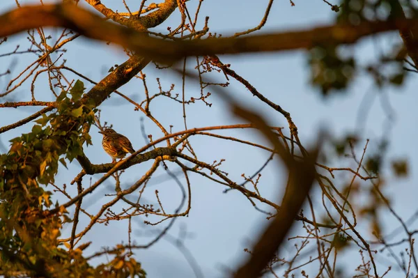 Small Songbirds Sit Trees Enjoy Warm Sun — Stock Photo, Image