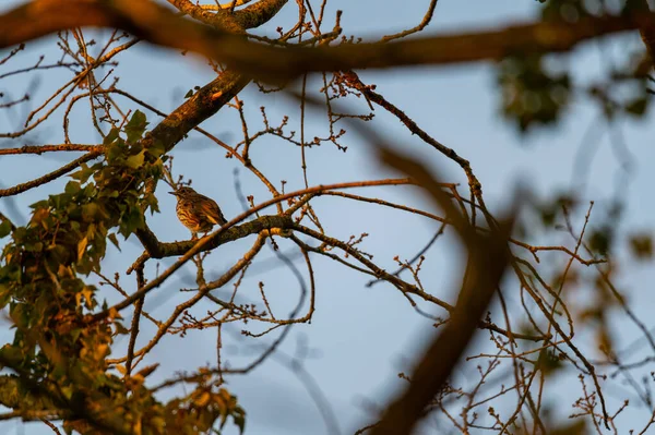 Маленькие Певчие Птицы Сидят Деревьях Наслаждаются Теплым Солнцем — стоковое фото