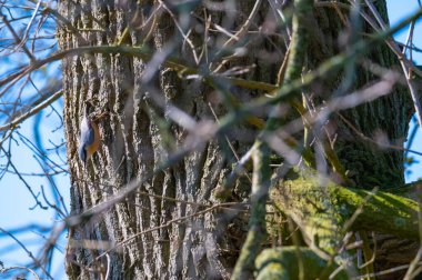 Bir tımarhane ağaçtan inip mavi arka planı olan bir kuş evine gidiyor.