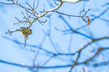 a  tit sits in a tree without leaves with a blue background