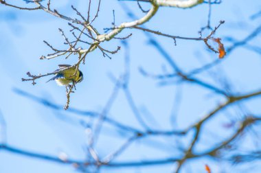 a  tit sits in a tree without leaves with a blue background