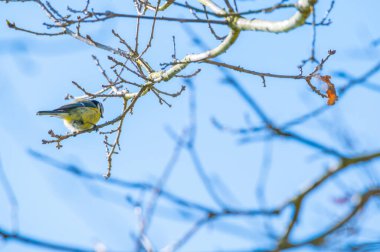 a  tit sits in a tree without leaves with a blue background