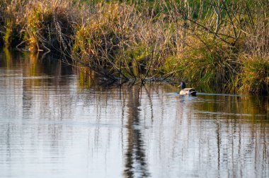 Bir ördek akşamları tarlalar arasında küçük bir nehirde tek başına yüzer.