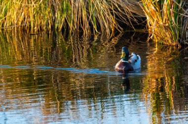 Bir ördek akşamları tarlalar arasında küçük bir nehirde tek başına yüzer.