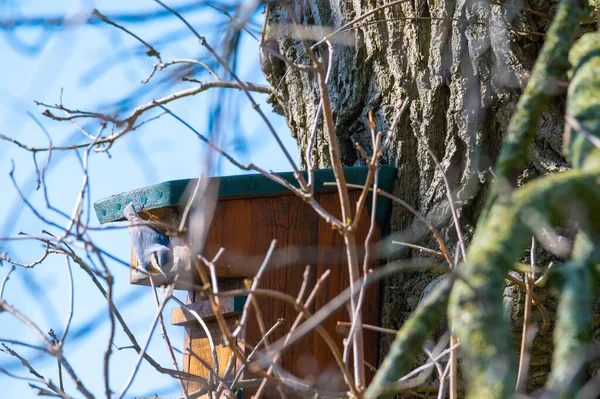 A  nuthatch runs down a tree to a bird house with a blue background