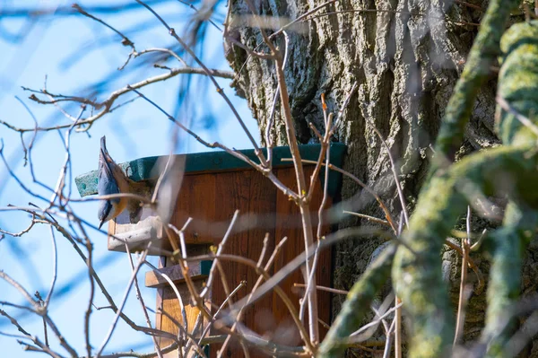 Nuthatch Corre Por Árbol Una Casa Pájaros Con Fondo Azul — Foto de Stock