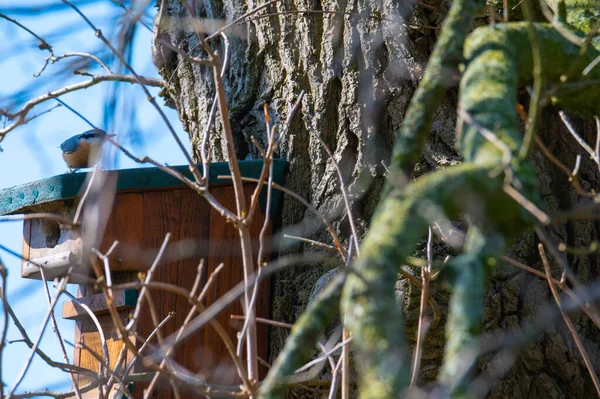 Nuthatch Běží Stromě Ptačí Budky Modrým Pozadím — Stock fotografie