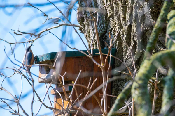 A  nuthatch runs down a tree to a bird house with a blue background