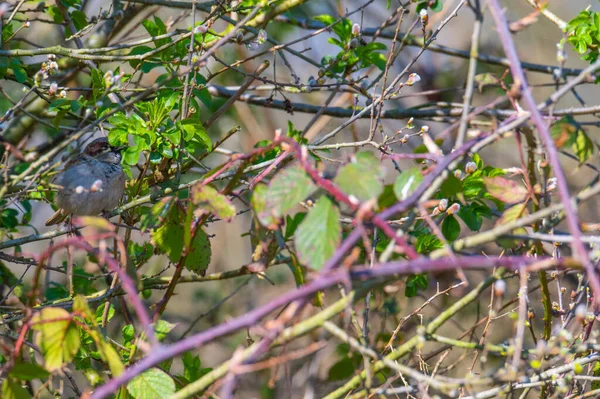 Sparrow Sits Fluffed Bush Well Camouflaged — Stock Photo, Image