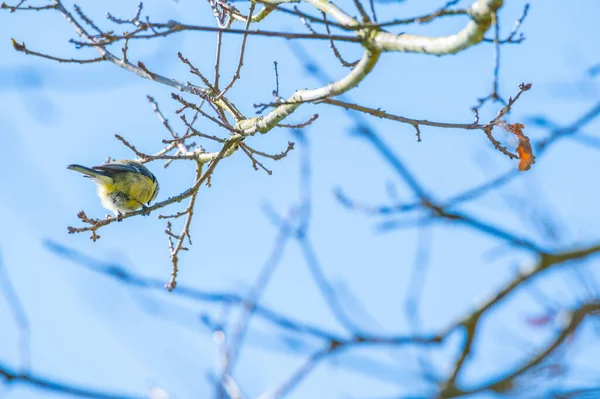 Tit Sits Tree Leaves Blue Background — Stockfoto