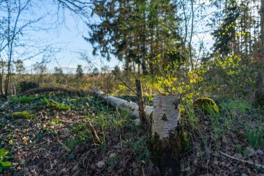 Yeşil arka planı olan eski bir ağaç.