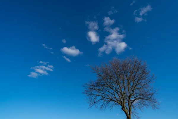 Drzewo Bez Listowia Wiosnę Błękitnym Niebem Tle — Zdjęcie stockowe
