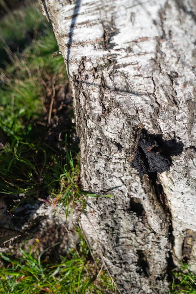 Viejo Abedul Roto Luz Del Sol Con Hormigas Del Bosque — Foto de Stock