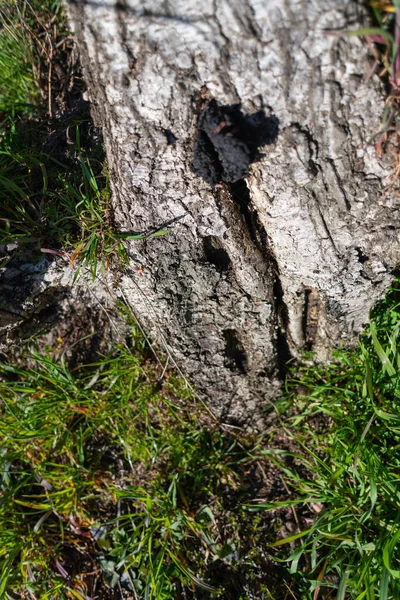 꼭대기에 개미들 햇빛을 받으며 부러진 자작나무 — 스톡 사진