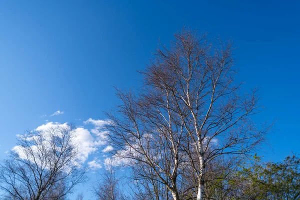 Uma Árvore Sem Folhas Primavera Com Céu Azul Fundo — Fotografia de Stock