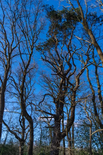 Árbol Sin Hojas Primavera Con Cielo Azul Fondo —  Fotos de Stock