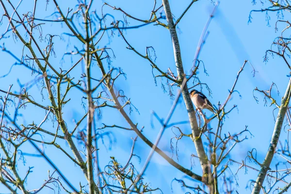 Petit Oiseau Est Assis Dans Sommet Arbre Avec Ciel Bleu — Photo