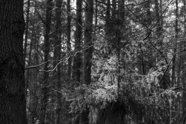 Abeto Ilumina Pelo Sol Uma Floresta Escura Preto Branco — Fotografia de Stock