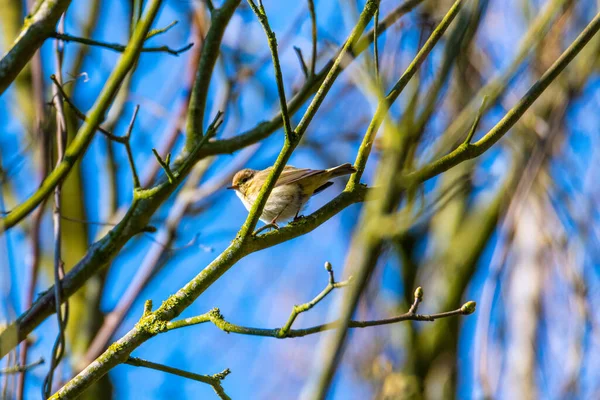 Pequeno Pássaro Senta Topo Árvore Com Céu Azul — Fotografia de Stock