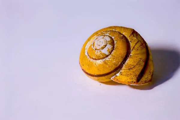 Tiro Afiado Uma Casa Caracol Amarelado Com Fundo Simples Desfocado — Fotografia de Stock