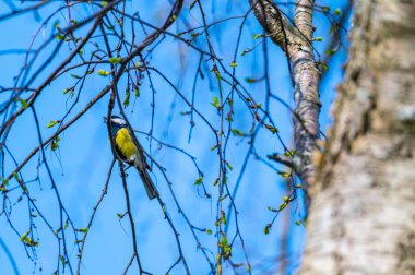 a  tit sits in a tree without leaves with a blue background