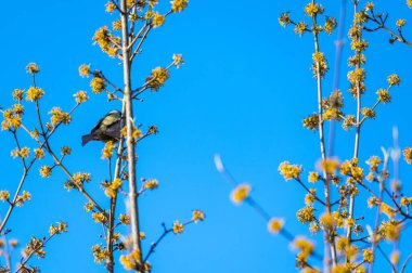 a  tit sits in a tree without leaves with a blue background