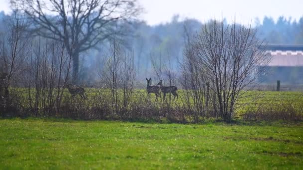 一群鹿停在大自然的田里 — 图库视频影像