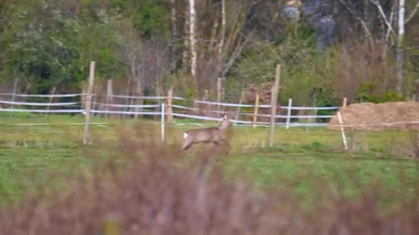 Hjord Rådjur Ett Fält Naturen — Stockvideo