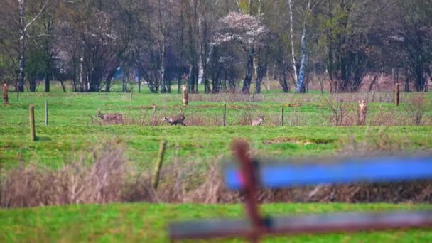 Rebaño Ciervos Está Campo Naturaleza — Vídeos de Stock