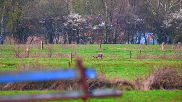 一群鹿停在大自然的田里 — 图库视频影像