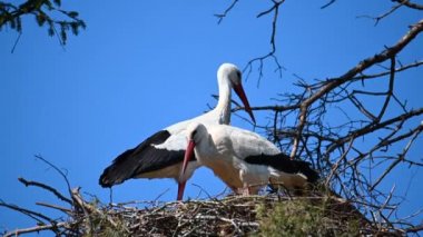 Yuvalarında bir çift leylek.