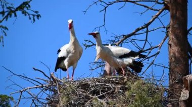 Leyleklerin yuvadaki çiftleşme davranışları.