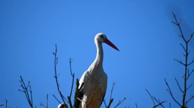 Leylek yuvasında eşini bekliyor.