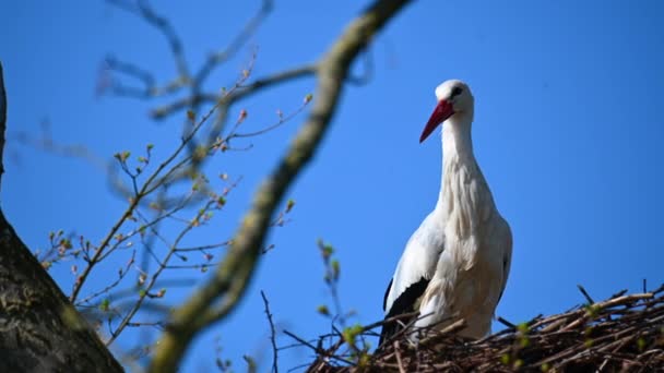 Ein Storch Wartet Seinem Nest Auf Den Partner — Stockvideo