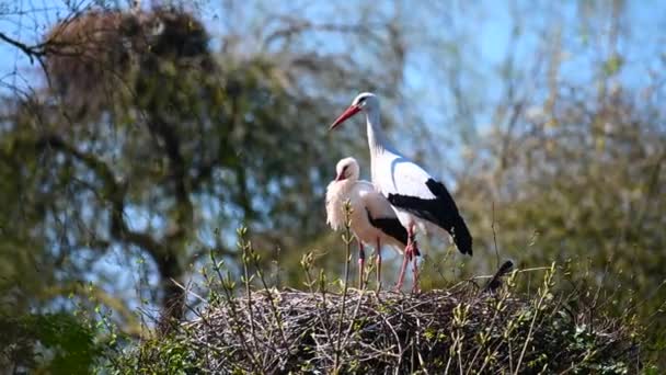 Pair Storks Together Nest — Stock Video