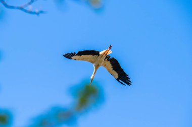 Mavi bir arka planı olan bir leylek gökyüzünün çok ötesine uçar.
