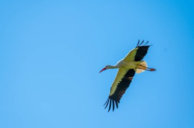 Mavi bir arka planı olan bir leylek gökyüzünün çok ötesine uçar.
