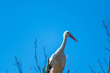 Leylek yuvasında oturur ve mavi arka planda bekler.