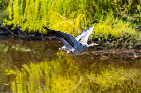 two greylag geese fly over  a river in formation flight