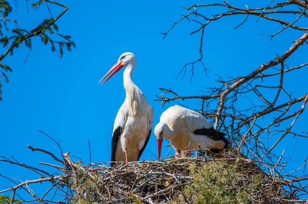 Zwei Störche Sitzen Ihrem Nest Mit Blauem Hintergrund — Stockfoto